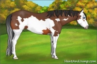 Horse Color:Bay Splash Frame 