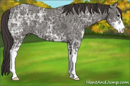 Horse Color:Smoky Black Ice Sabino 