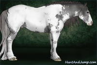 Horse Color:Black Splash Near Fewspot 