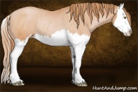 Horse Color:Bay Pearl Sabino Splash Varnish Rabicano 