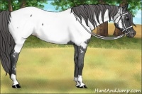 Horse Color:Black Appaloosa