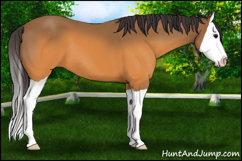 Horse Color: Buckskin Splash 
