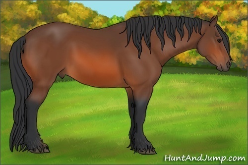 Horse Color:Bay Rabicano 