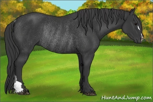 Horse Color:Black Rabicano