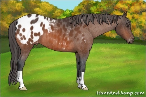 Horse Color: Bay Blanket 