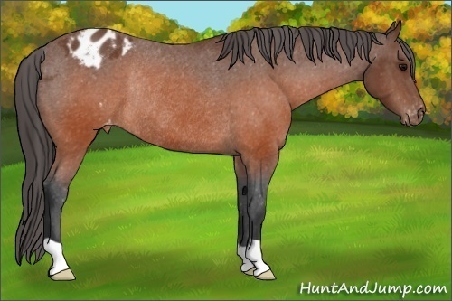 Horse Color:Brown Appaloosa Rabicano 