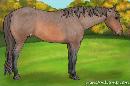 Horse Color:Bay Appaloosa
