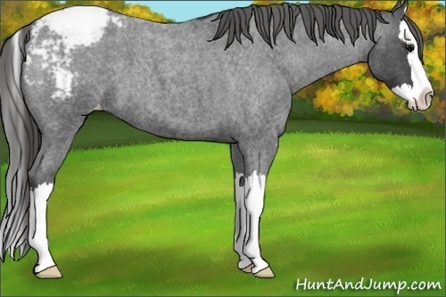 Horse Color:Blue Roan Splash Appaloosa 