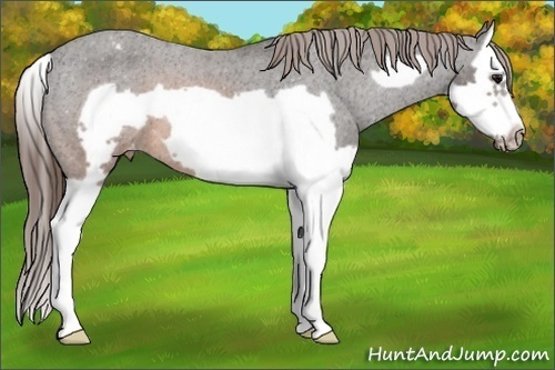 Horse Color:Brown Splash Frame Appaloosa 