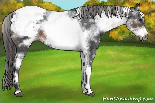 Horse Color:White Spotted Brown Frame Appaloosa 