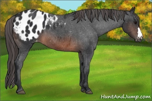 Horse Color:Brown Appaloosa 