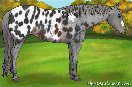 Horse Color:Brown Appaloosa 
