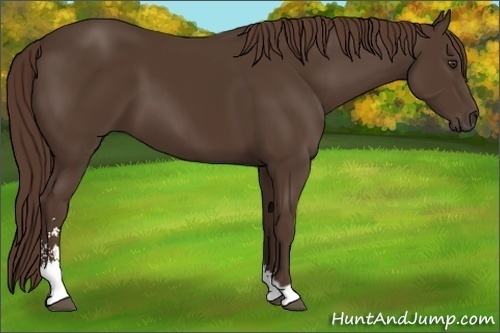 Horse Color: Liver Chestnut Sabino 
