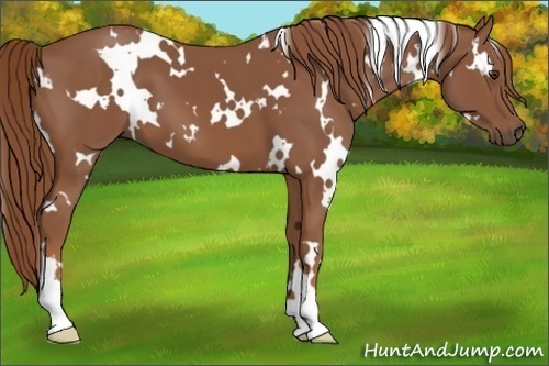 Horse Color: White Spotted Chestnut 