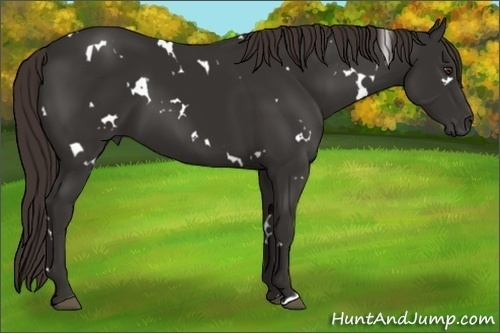 Horse Color: White Spotted Liver Chestnut 