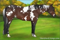 Horse Color:White Spotted Bay 