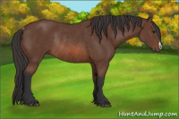Horse Color:Bay Rabicano 