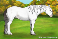 Horse Color:White Spotted Bay