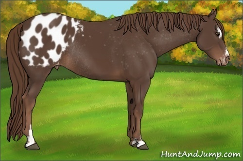 Horse Color: Liver Chestnut Sabino Blanket Rabicano 
