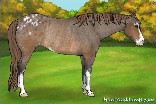 Horse Color: Buckskin Sabino Blanket Rabicano 