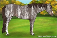 Horse Color:Liver Chestnut Ice 