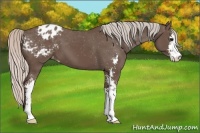 Horse Color:Silver Black Sabino Appaloosa 