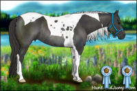 Horse Color:Buckskin Tobiano Rabicano