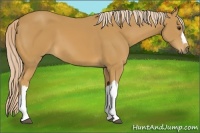 Horse Color:Palomino 
