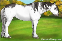 Horse Color:White Spotted Smoky Black Splash Frame 