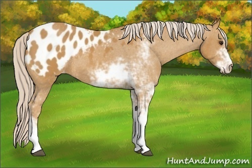 Horse Color:Palomino Sabino Blanket Rabicano 