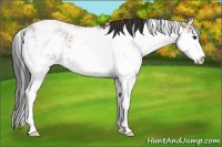 Horse Color:Bay Sabino 