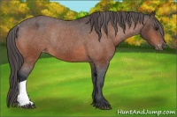 Horse Color:Bay Varnish Rabicano 