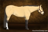 Horse Color:Buckskin 
