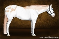 Horse Color:Buckskin Pearl Splash Blanket 