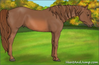 Horse Color:Liver Chestnut