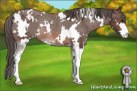 Horse Color:White Spotted Brown Sabino Appaloosa Rabicano