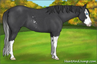 Horse Color:Blue Roan Sabino Splash