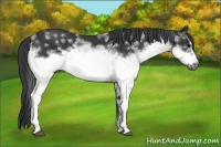 Horse Color:White Spotted Black Frame Rabicano 