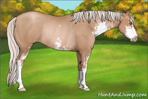 Horse Color: Silver Black Pearl Sabino Rabicano 
