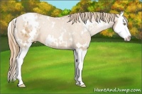 Horse Color:White Spotted Chestnut Pearl Splash Appaloosa 