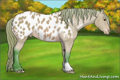 Horse Color: Watercolor Buckskin Near Leopard 