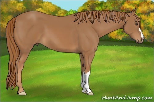 Horse Color:Chestnut 