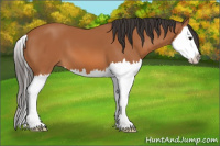 Horse Color:Bay Splash 