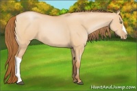Horse Color:Bay Pearl Dun