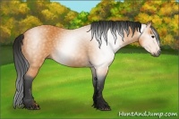Horse Color:Gray Buckskin 
