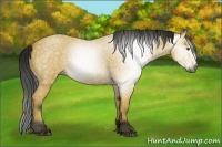 Horse Color:Gray Buckskin 