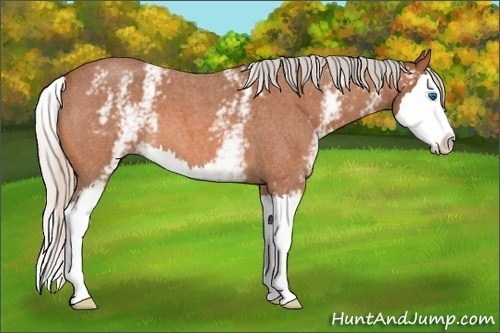 Horse Color: White Spotted Silver Bay Roan Splash 