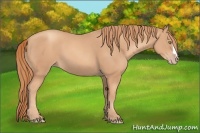 Horse Color:Gold Champagne 