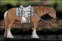 Horse Color:White Spotted Chestnut 