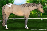 Horse Color:Buckskin Blanket Rabicano 